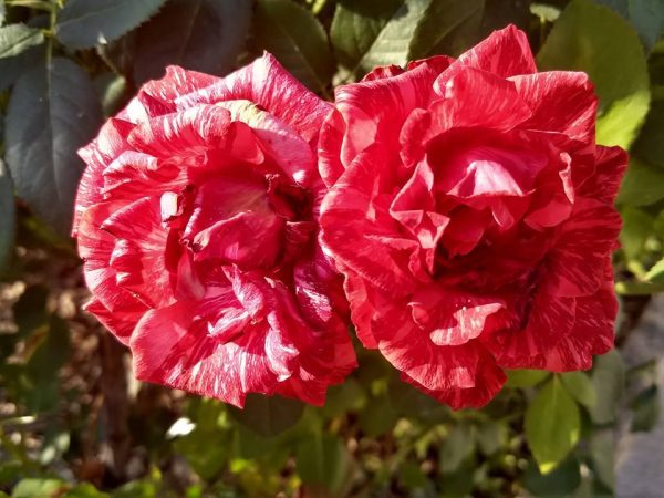 Roseira Veludo Vermelho Tigre Variegata - Image 8