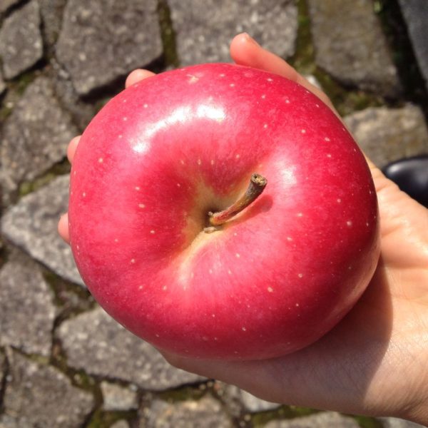 MACIEIRA da MAÇÃ GIGANTE SEKAI ICHI do JAPÂO🍎😁🇯🇵 - Image 8