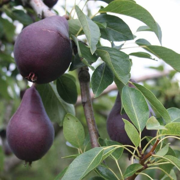 Pereira de Peras Pretas🍐 - Image 4