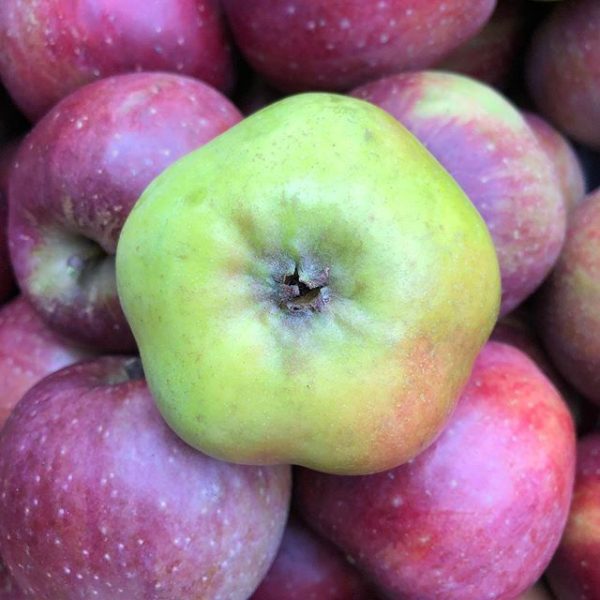 MACIEIRA da MAÇÃ em forma de ESTRELA🍏✨ - Image 8