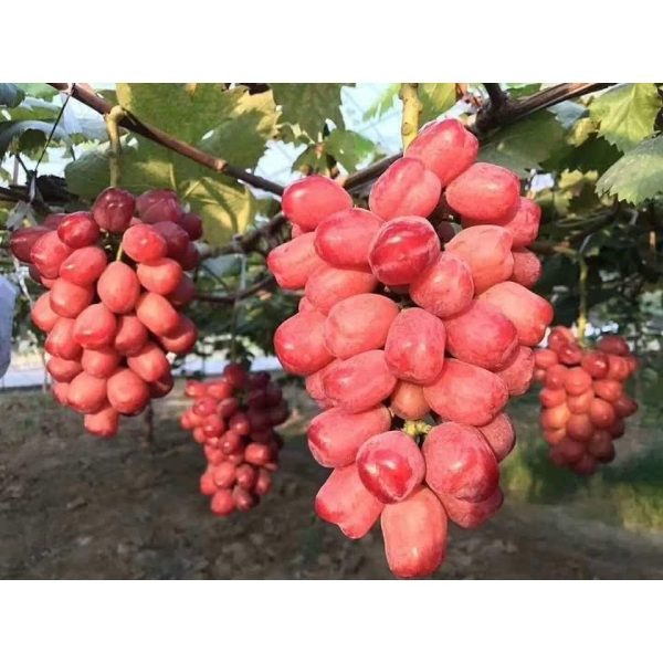 Videira de Uvas do meu Coração Rosê🍇❤️🇯🇵 - Image 6