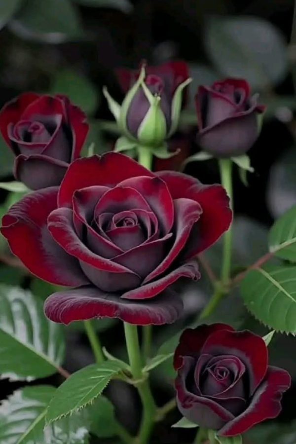 Roseira Rosa Negra - Image 3