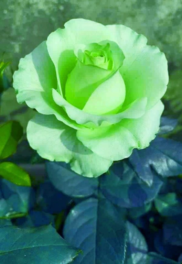 Roseira da Rosa Verde - Image 5