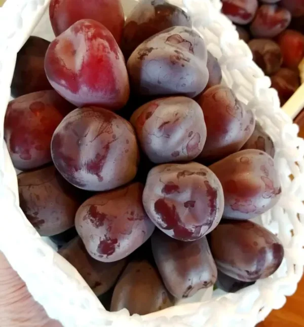 Videira de Uvas do meu Coração Rosê🍇❤️🇯🇵 - Image 5