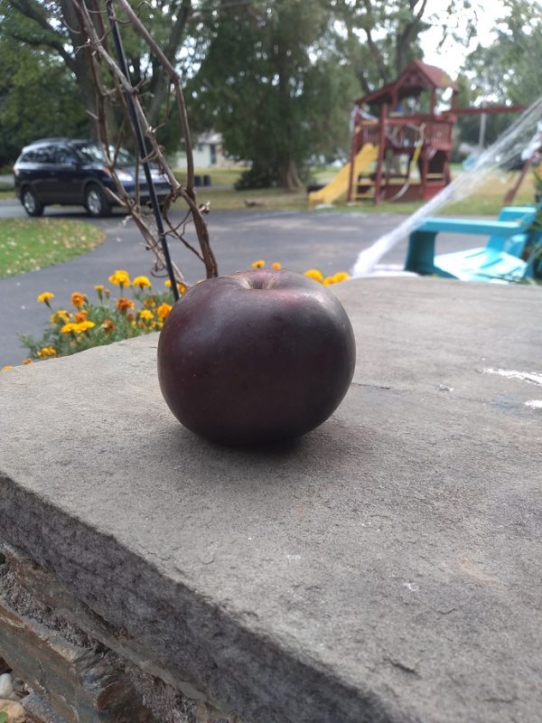 MACIEIRA DA MAÇÃ PRETA AMERICANA🍎🖤🇺🇸 - Image 5