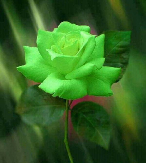 Roseira da Rosa Verde - Image 3