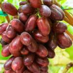 Videira de Uva de Dedo de Dama Rosê        🍇👆👸❤️