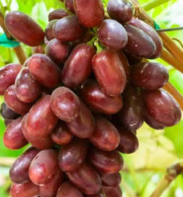 Videira de Uva de Dedo de Dama Rosê        🍇👆👸❤️