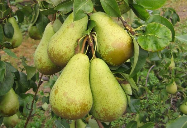 Pereira de Vaso de Fruto Amarelo🍐 - Image 3