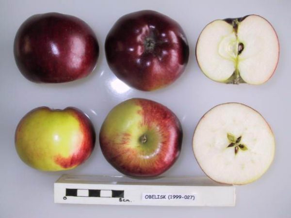 🍎Macieira anã Bailarina para vaso ou varanda e pequenos espaços🍎 - Image 4