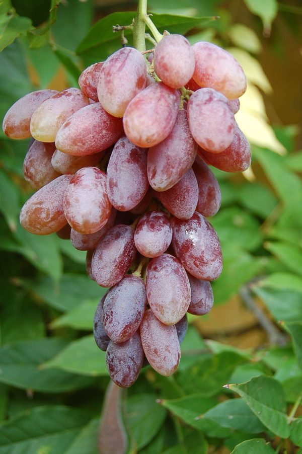 Videira de Uva de Dedo de Dama Rosê        🍇👆👸❤️ - Image 5