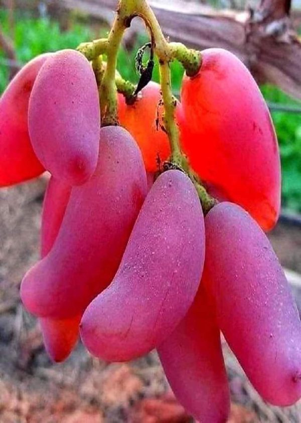 Videira de Uva de Dedo Dedo de Alien Rosê🍇👆👽❤️ - Image 7