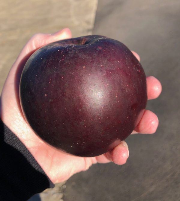 MACIEIRA DA MAÇÃ PRETA AMERICANA🍎🖤🇺🇸 - Image 8