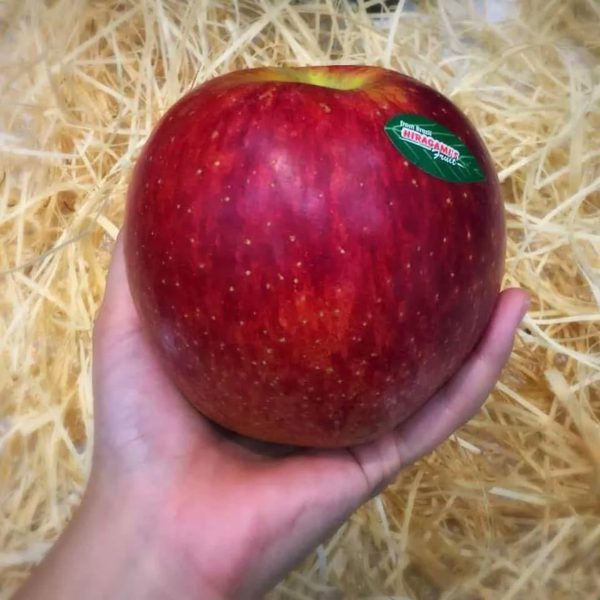 MACIEIRA da MAÇÃ GIGANTE SEKAI ICHI do JAPÂO🍎😁🇯🇵 - Image 5