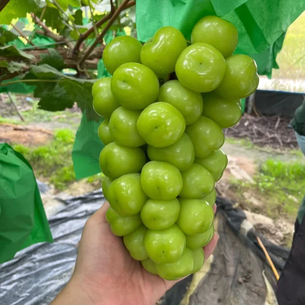 Videira de Uvas do meu Coração Branco🍇💚🇯🇵 - Image 6
