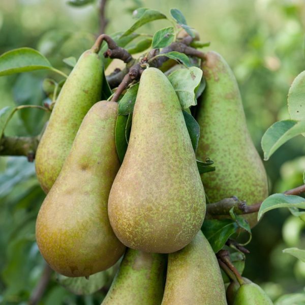 Pereira de Vaso de Fruto Amarelo🍐 - Image 6