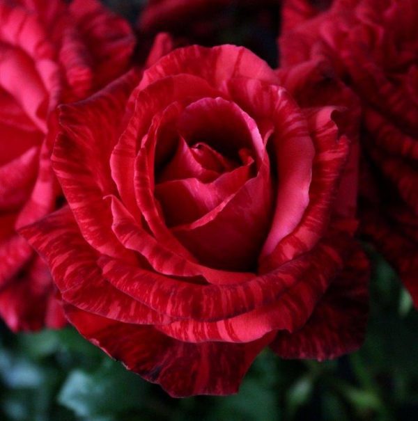 Roseira Veludo Vermelho Tigre Variegata - Image 16