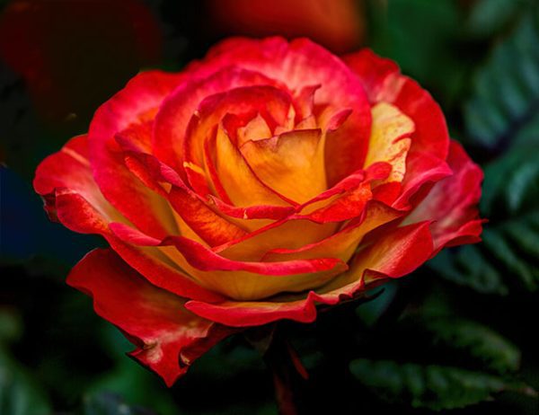 Roseira da Rosa de Fogo - Image 11