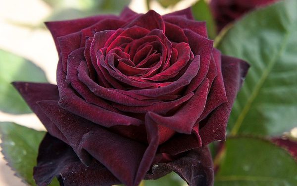 Roseira Rosa Negra - Image 16