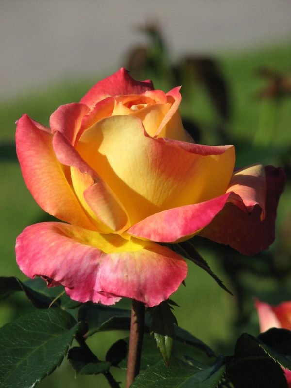 Roseira da Rosa da Paz - Image 10