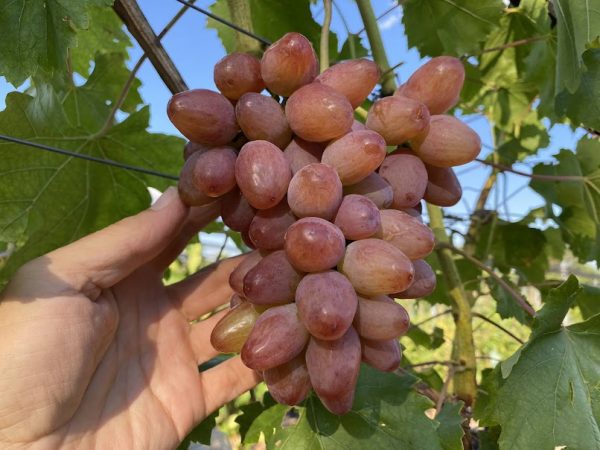 Videira de Uva de Dedo de Dama Rosê        🍇👆👸❤️ - Image 8