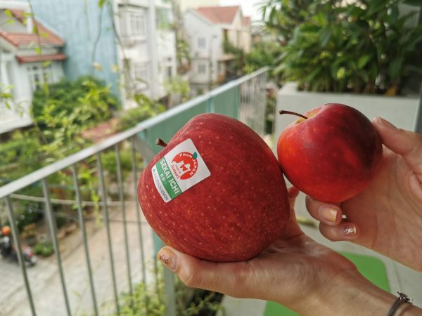 MACIEIRA da MAÇÃ GIGANTE SEKAI ICHI do JAPÂO🍎😁🇯🇵 - Image 12