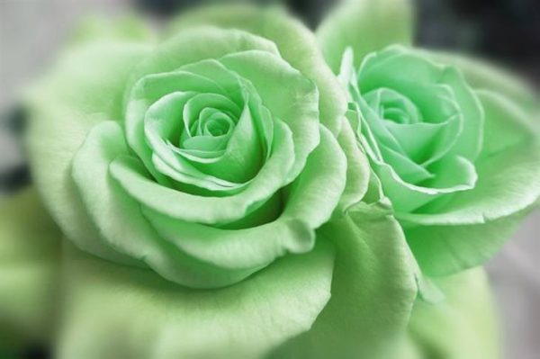 Roseira da Rosa Verde - Image 8