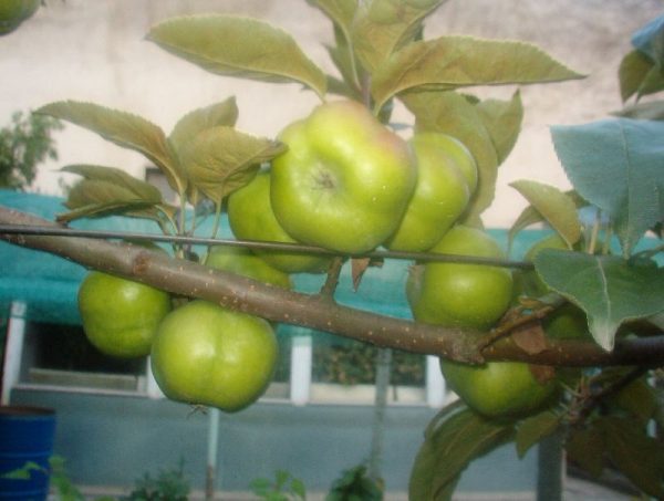MACIEIRA da MAÇÃ em forma de ESTRELA🍏✨ - Image 6