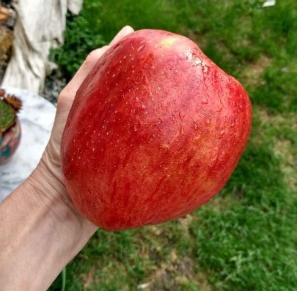 MACIEIRA da MAÇÃ GIGANTE SEKAI ICHI do JAPÂO🍎😁🇯🇵 - Image 14
