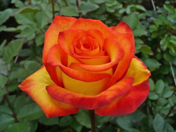 Roseira da Rosa de Fogo - Image 5