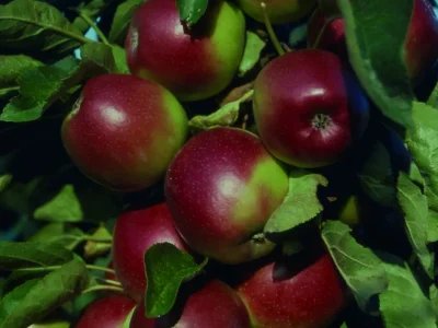 🍎Macieira anã Bailarina para vaso ou varanda e pequenos espaços🍎