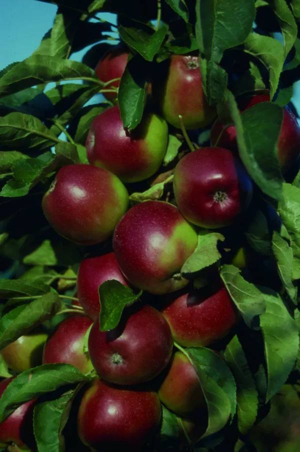 🍎Macieira anã Bailarina para vaso ou varanda e pequenos espaços🍎 - Image 2