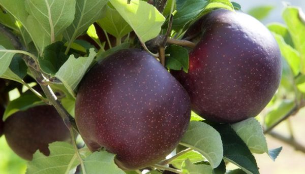 MACIEIRA DA MAÇÃ PRETA AMERICANA🍎🖤🇺🇸 - Image 6