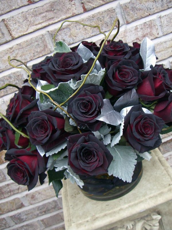 Roseira Rosa Negra - Image 7