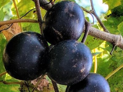 Videira de Uvas do meu Coração Tinto🍇🖤🇯🇵