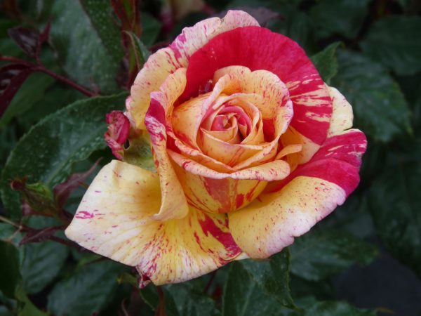 Roseira Tigre Ticolor de rosa grande - Image 3