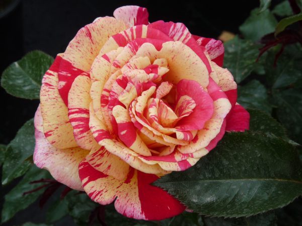 Roseira Tigre Ticolor de rosa grande - Image 4
