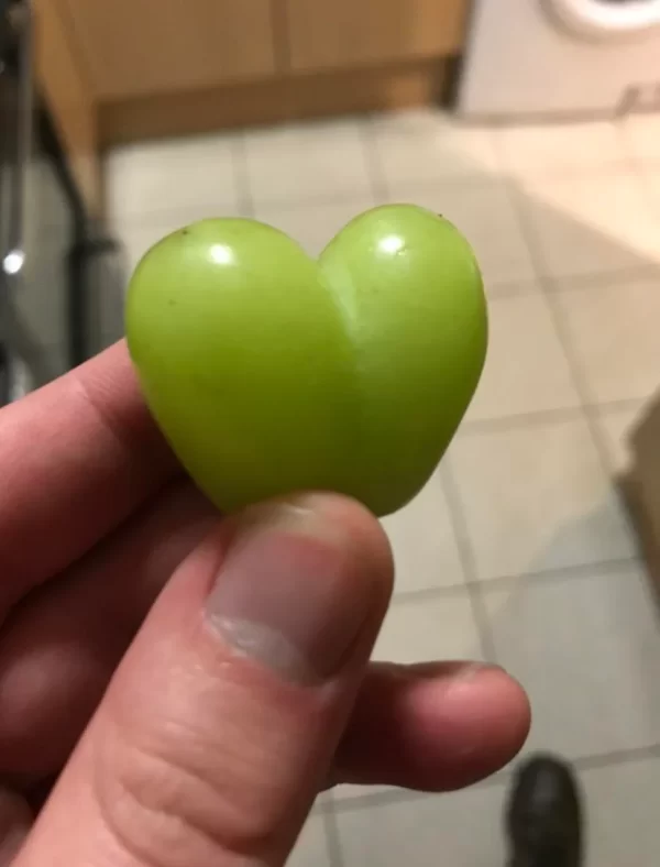 Videira de Uvas do meu Coração Branco🍇💚🇯🇵