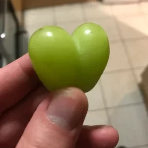Videira de Uvas do meu Coração Branco🍇💚🇯🇵