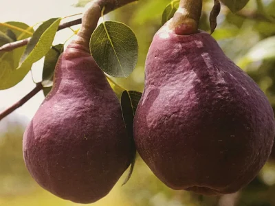 Pereira de Peras Pretas🍐