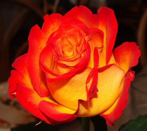 Roseira da Rosa de Fogo
