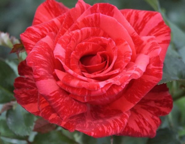 Roseira Veludo Vermelho Tigre Variegata - Image 12