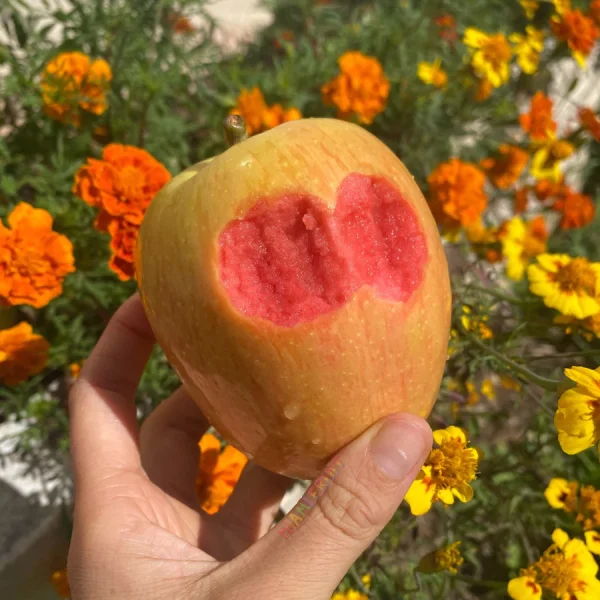 MACIEIRA da MAÇÃ De SANGUE PÉROLA ROSA🍏🩸🇺🇸 - Image 3