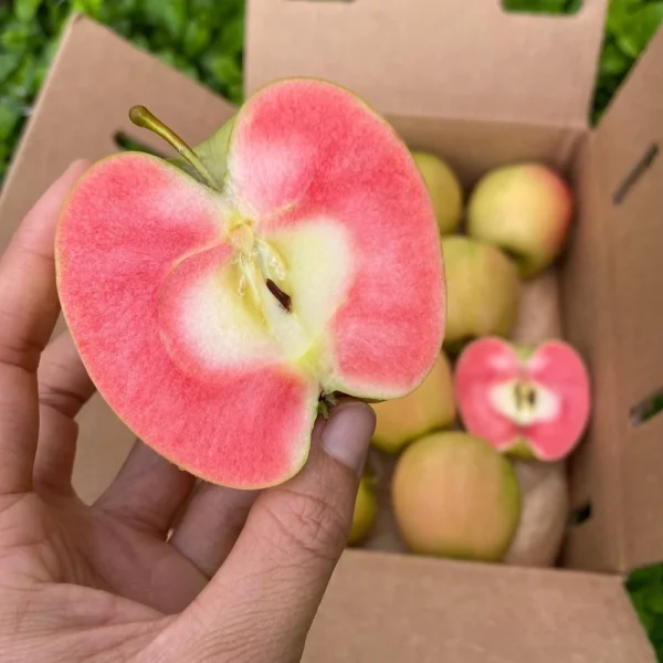 MACIEIRA da MAÇÃ De SANGUE PÉROLA ROSA🍏🩸🇺🇸 - Image 6