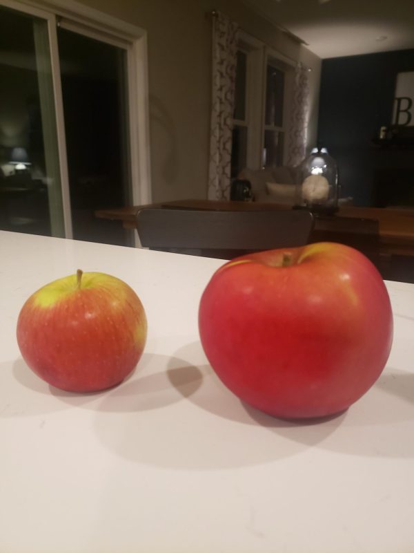 MACIEIRA da MAÇÃ GIGANTE SEKAI ICHI do JAPÂO🍎😁🇯🇵 - Image 15