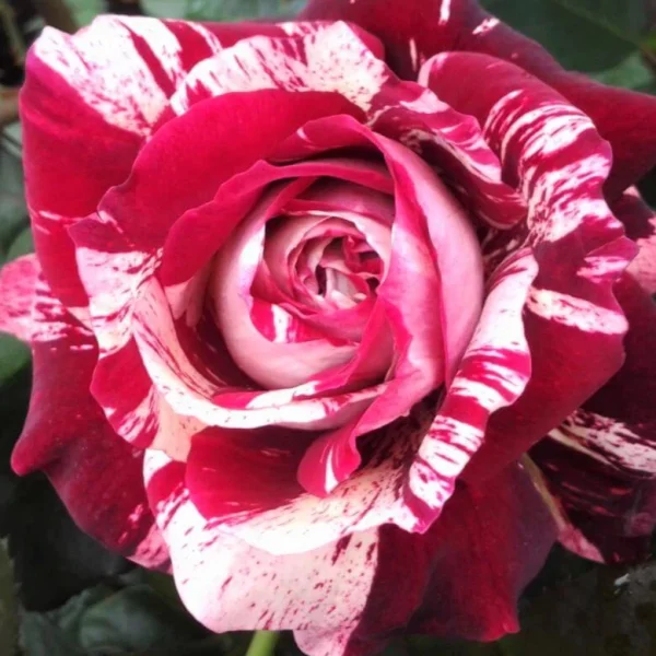 Roseira Tigre Branco Variegata - Image 4