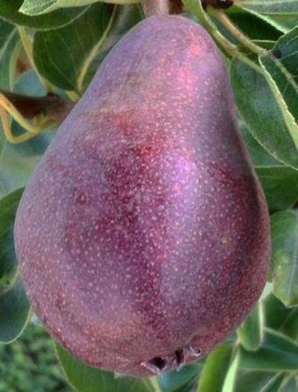 Pereira de Peras Pretas🍐 - Image 3