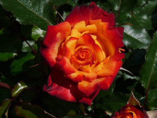 Roseira da Rosa de Fogo - Image 9