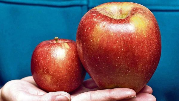 MACIEIRA da MAÇÃ GIGANTE SEKAI ICHI do JAPÂO🍎😁🇯🇵 - Image 6