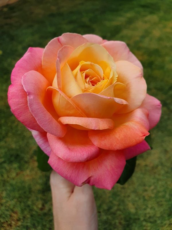 Roseira da Rosa da Paz